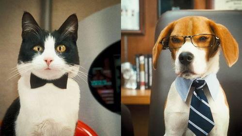 猫和狗的爆料视频 第2张 猫和狗的爆料视频 第2张